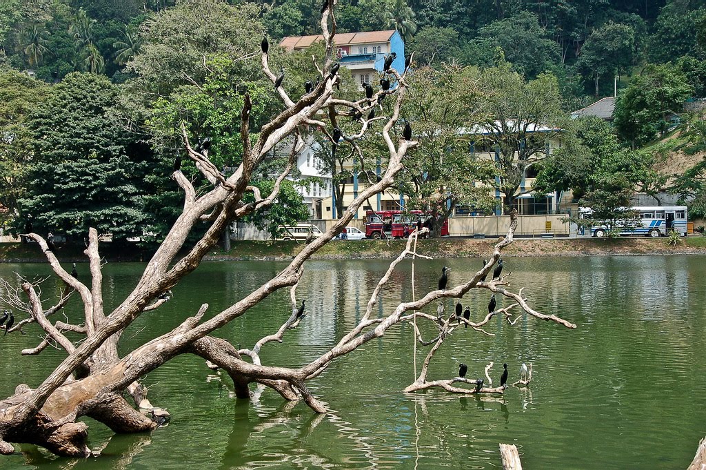 Kandy. Kandy Lake. by Alexander Khmelkov