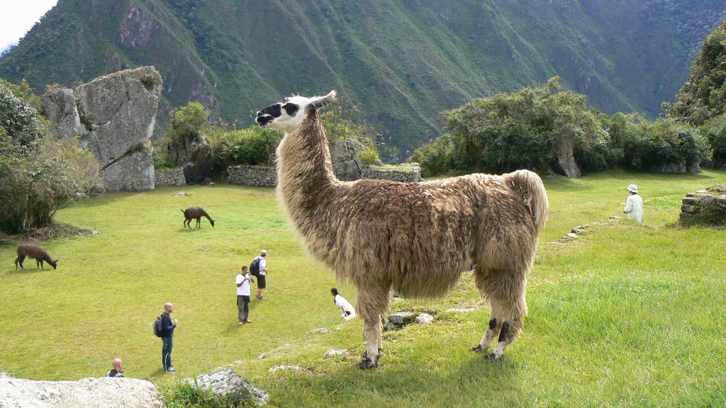 Machu Picchu, Peru by Nicola e Pina Peru