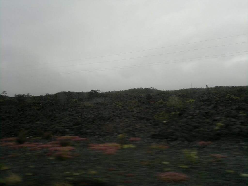 Red plants on lava rocks by ulizeuz