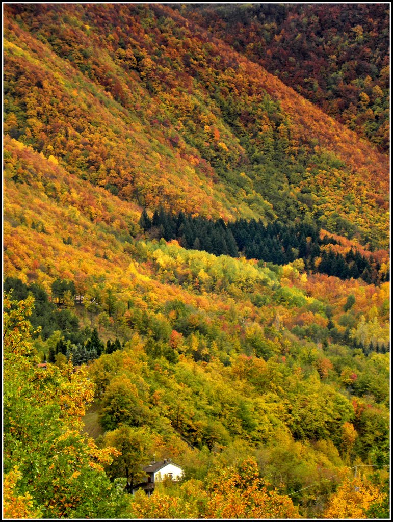 Bagliori..... Colori sul finire dell'Autunno by Saverio Panichi