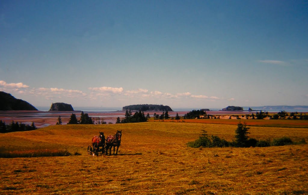 Haying with horses, Tatamagouche, Nova Scotia, summer, 1953 by Tom Dudones