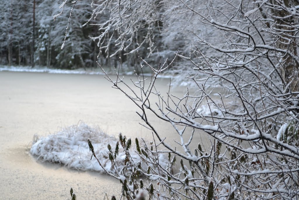 Western shore of Vähä Romlampi after the first snowfall (Nuuksio national park, Espoo, 20111206) by RainoL