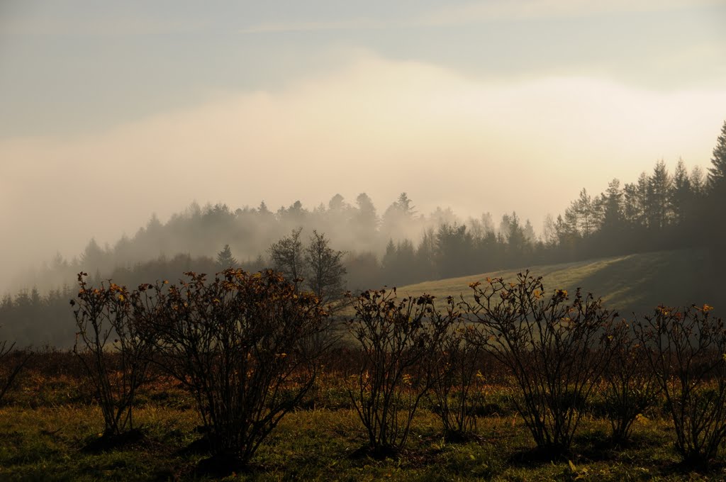 Rosenwanderweg im Herbst by Willi Günter Glietsch