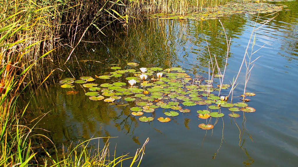 Water lilies by Zuzana55