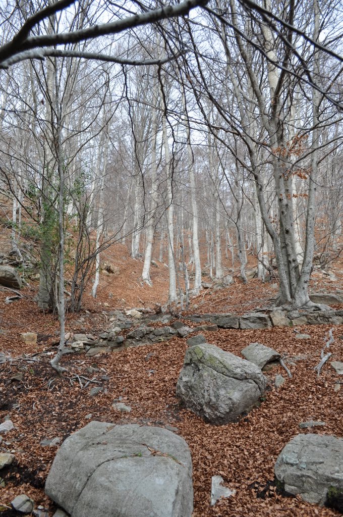 Tardor al Montseny by Josep Valenti