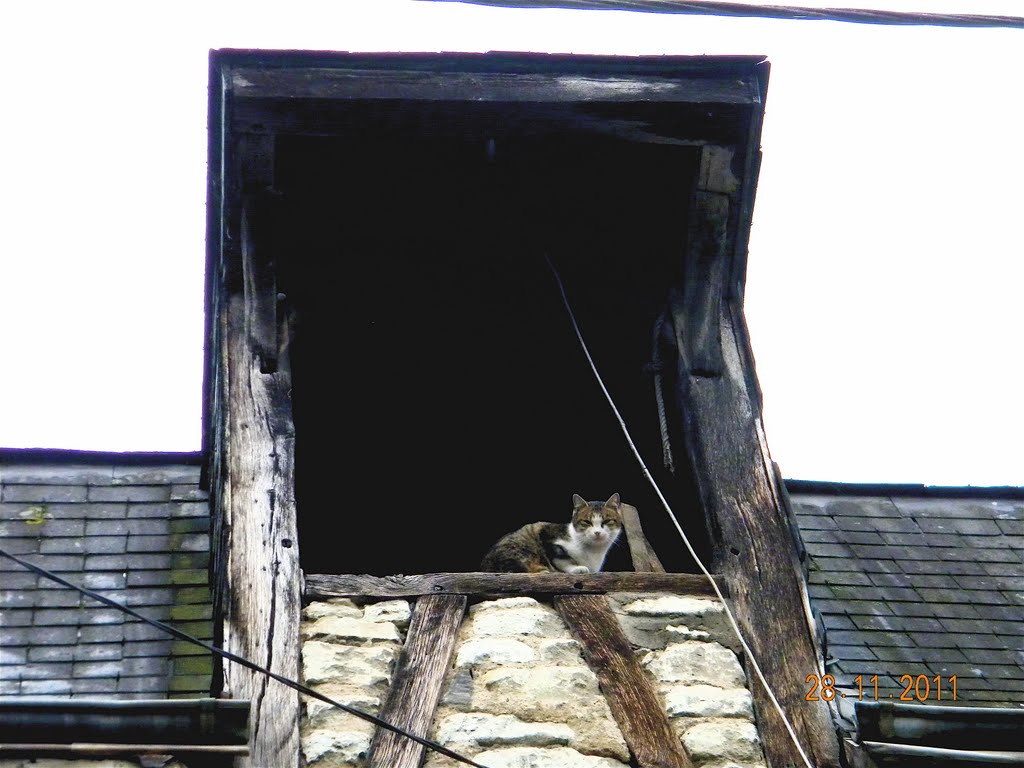 Chat de gouttière by Poupinou