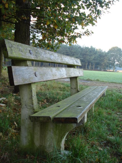 Rietweg Kaulille Bocholt by Toon Geusens