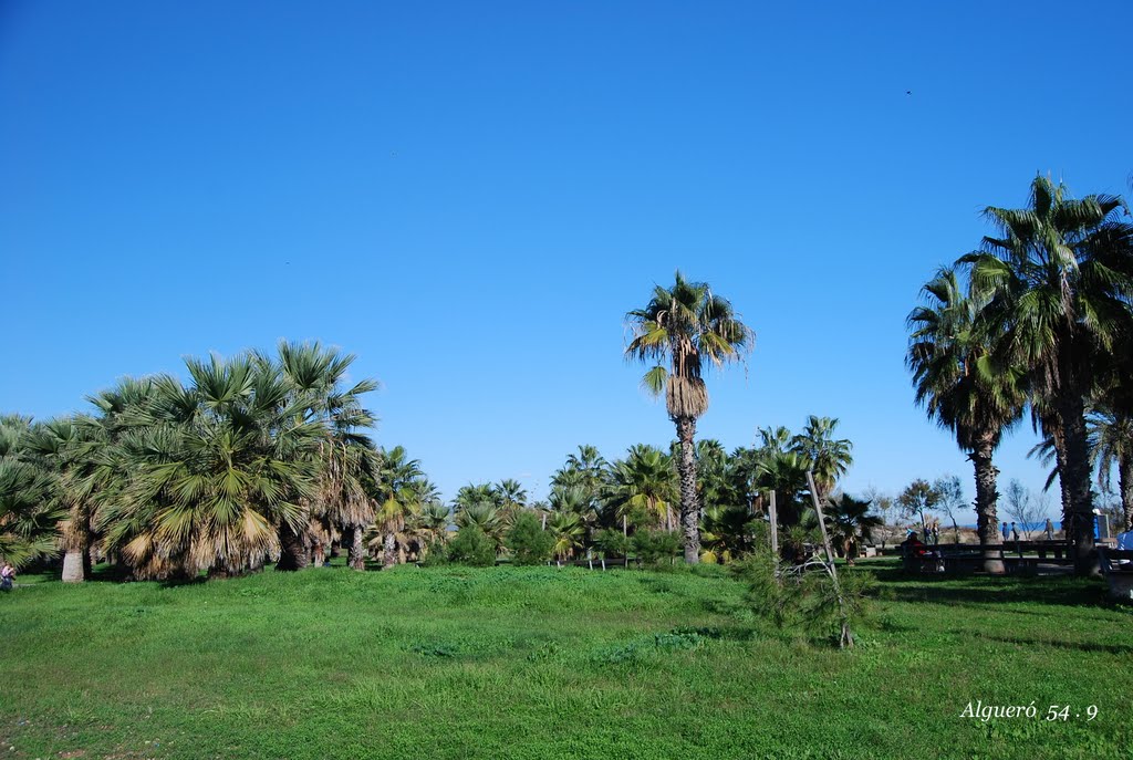 CASTELLÓN 2011.- Palmeras del Parque Litoral. by Algueró