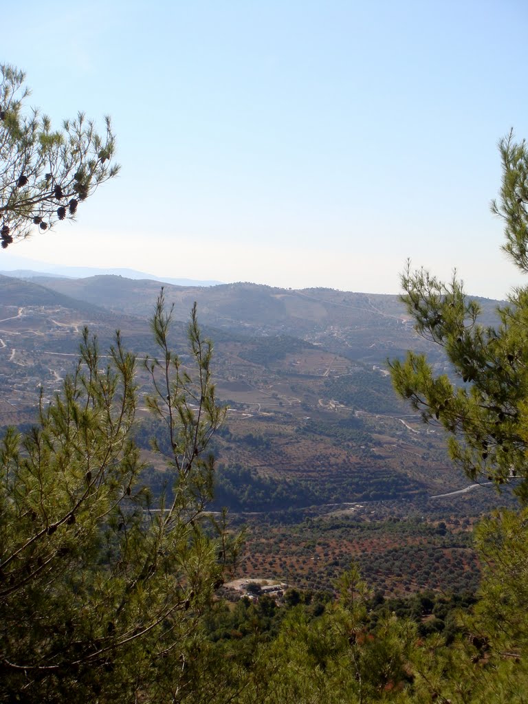 Ajloun Forests by Sukainah