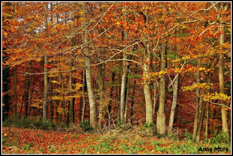 Fageda by annamora