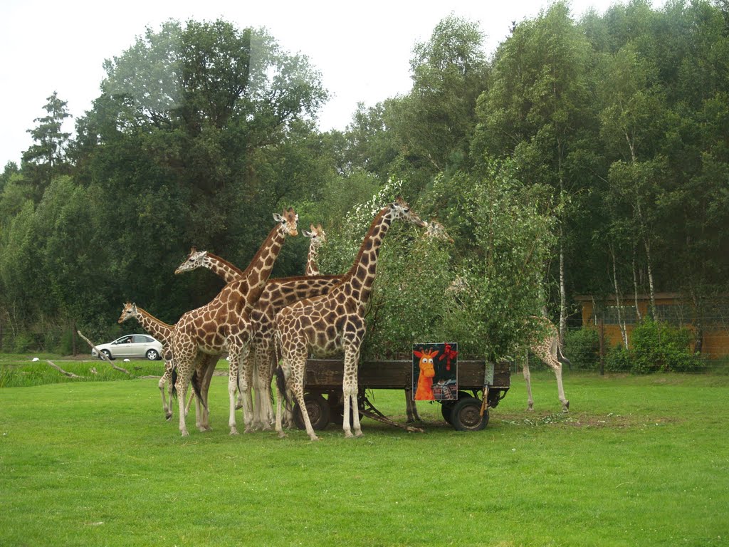 Serengeti-Park Hodenhagen by Doutaz Yves