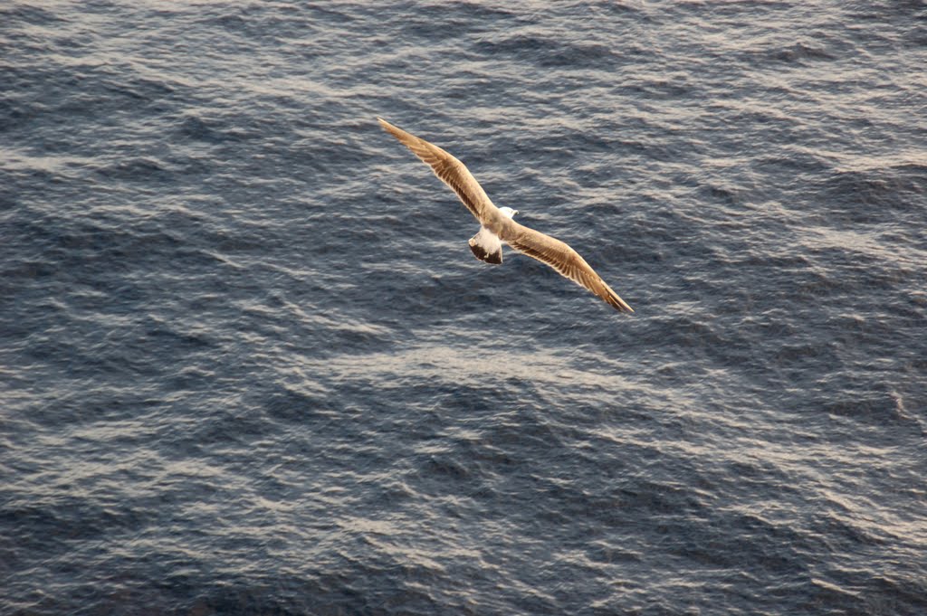 Gaviota by ANABURBI