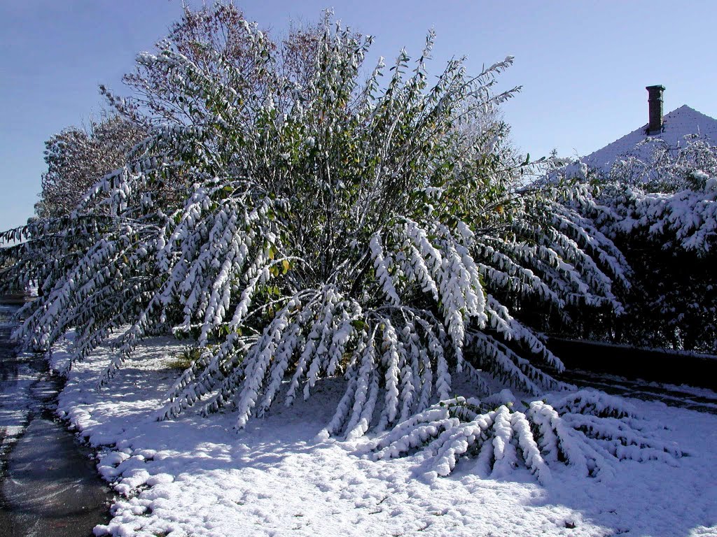 Havas bokor - Snowy bush by Ildikó Fehérváry