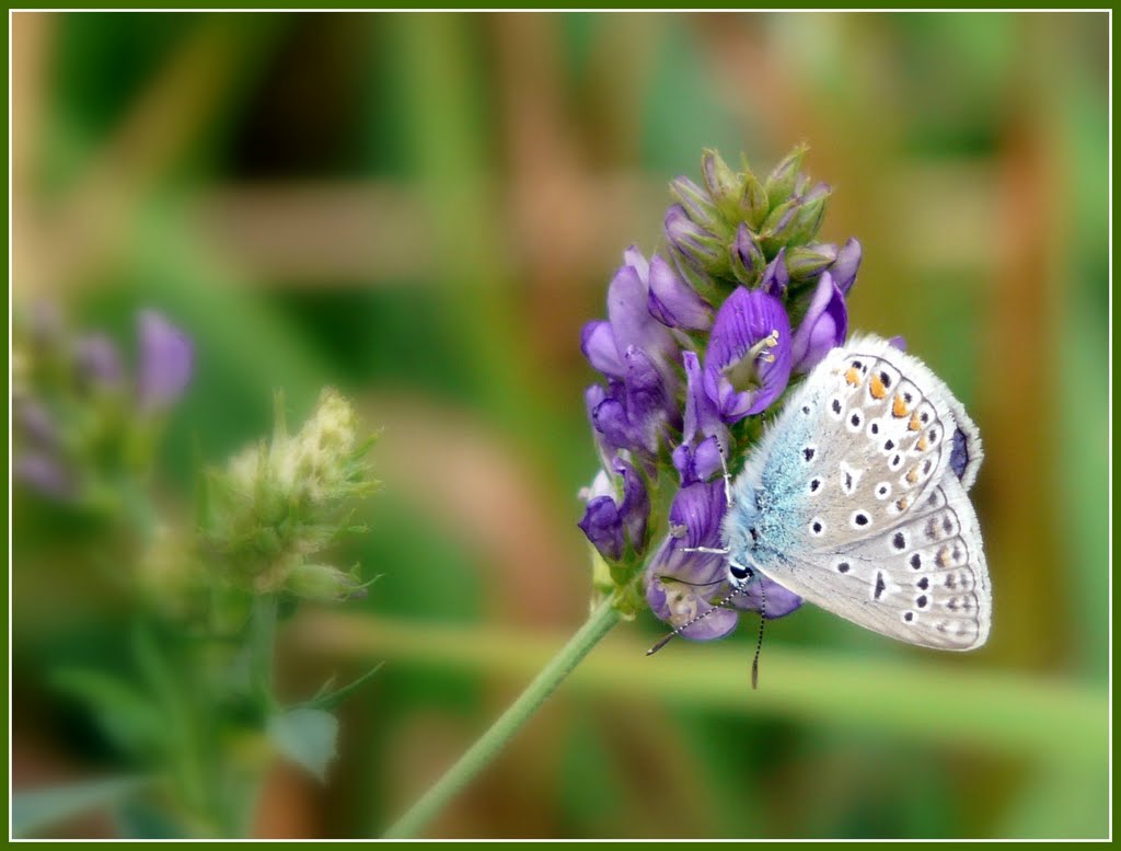 Dreaming Of Summer! (Common Blue - Polyommatus icarus - Hauhechelbläuling) by Anne Wiese