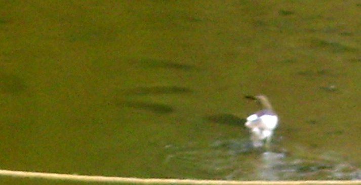 THIS STORK IS ALSO FISHING IN THE POOL 1. by Namasudra Sarkar