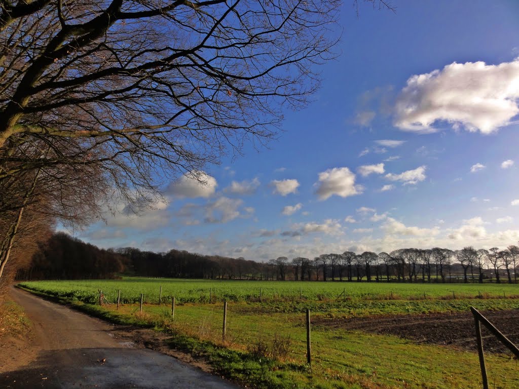 Kastanienallee by Willi Prinz