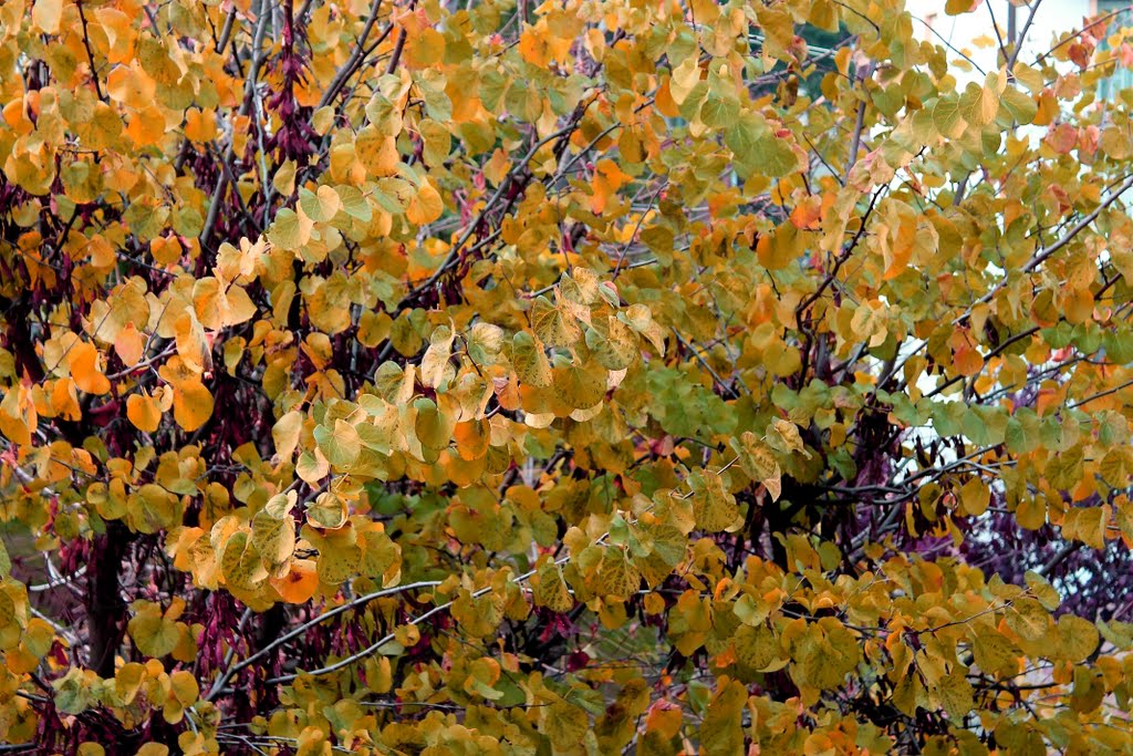 L arrivo dell'autunno by valerius minno