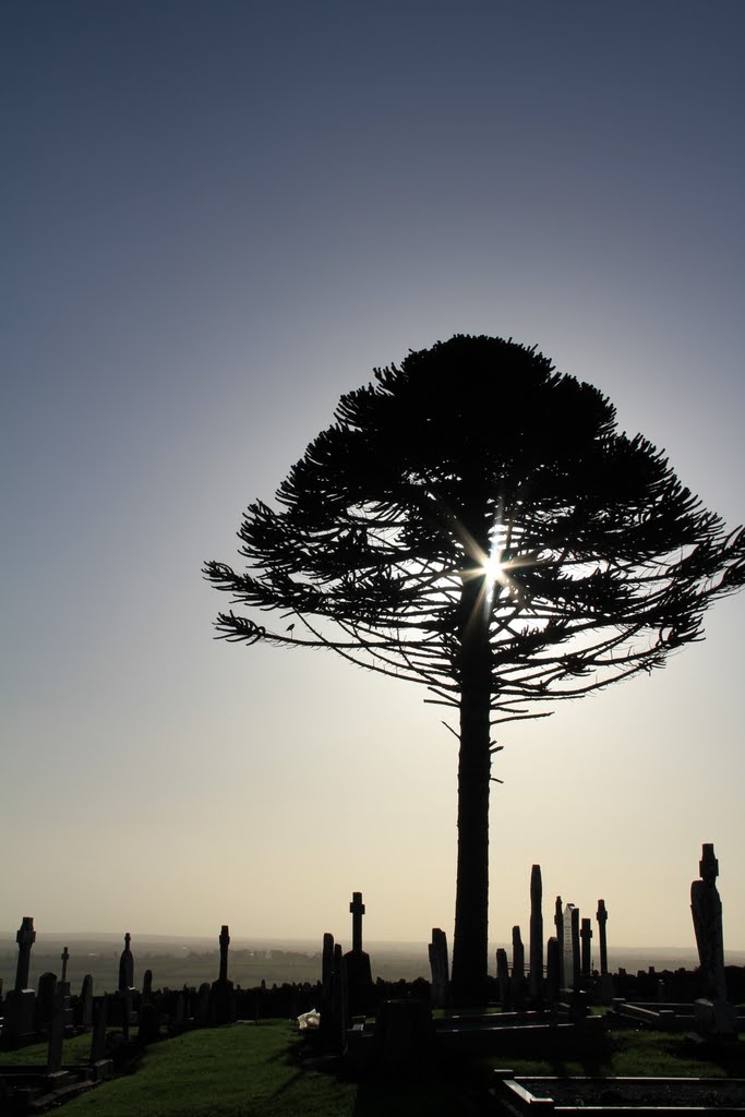 Tree on the Hill of Slane by Pat McDonagh