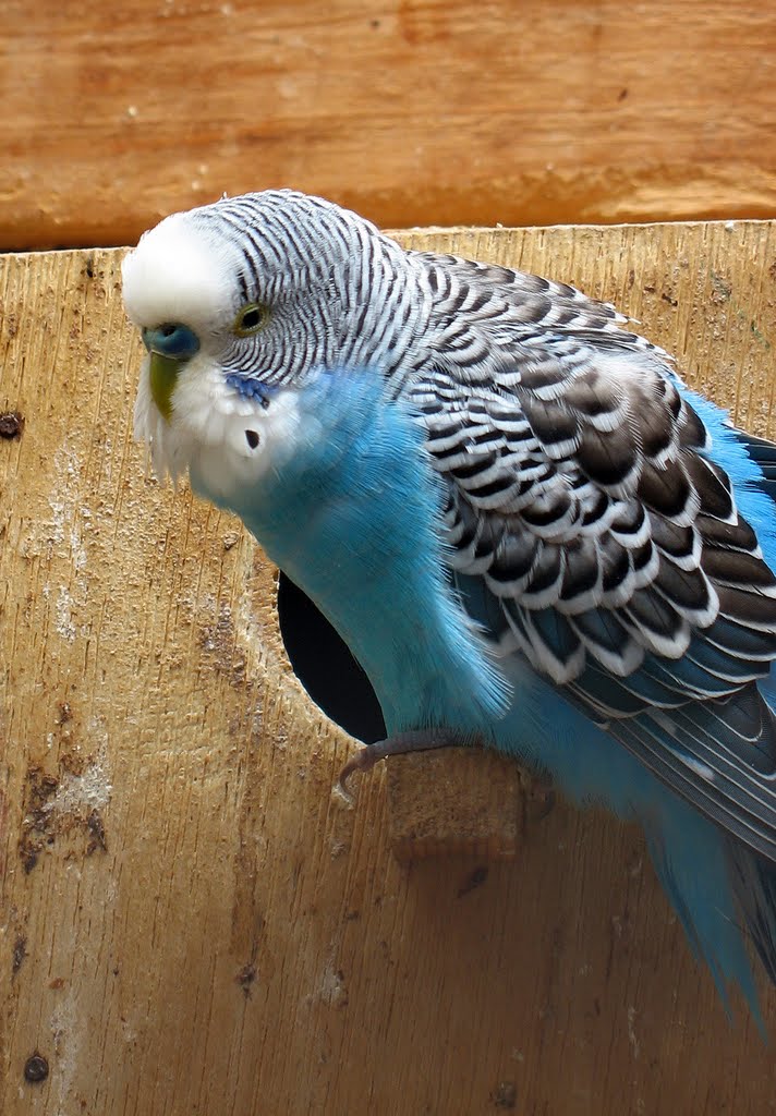 Pájaro azul - Asila - Marruecos by Francisco José Sánch…