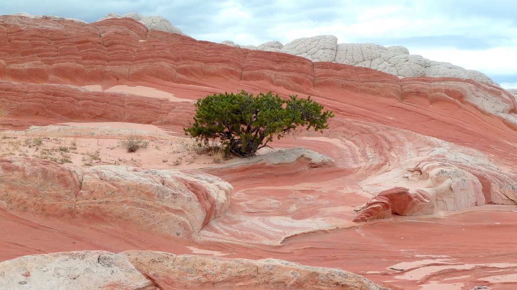 Green shrub in red rock turmoil by alcedo888