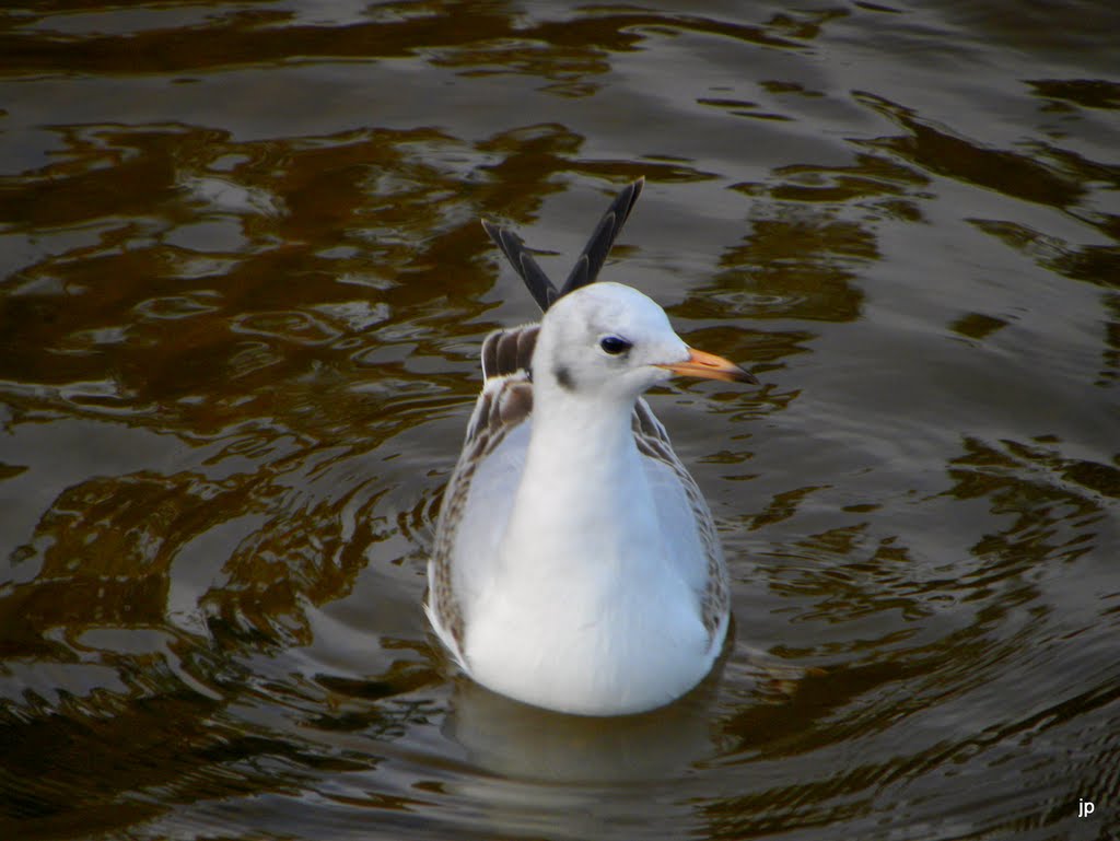 Black-headed Gull / Lielais ķīris (Larus ridibundus) by Jelena Plinta