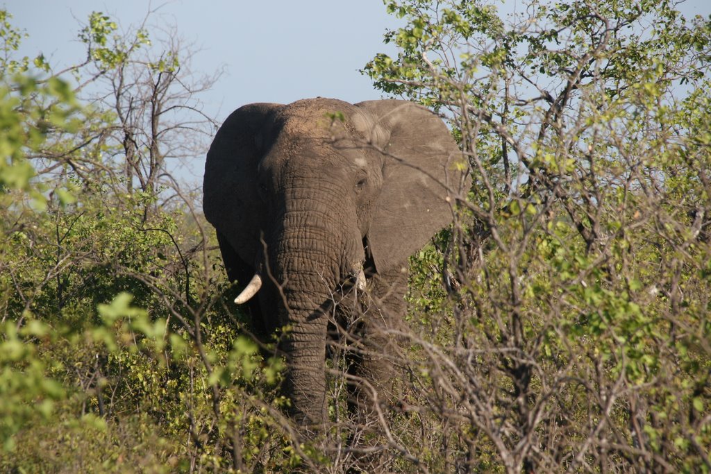 Kruger Park, South Africa by thompsoncm