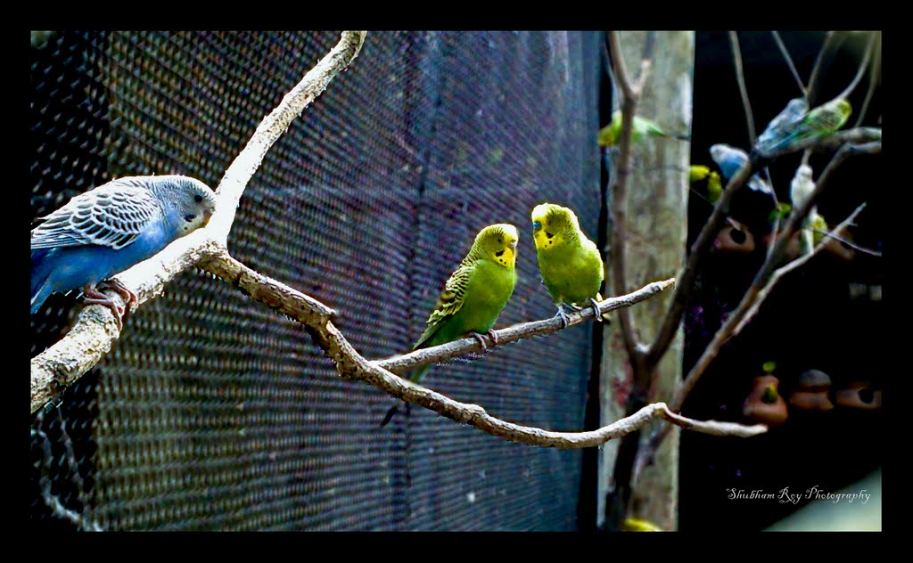 Love-birds by Shubham clicks