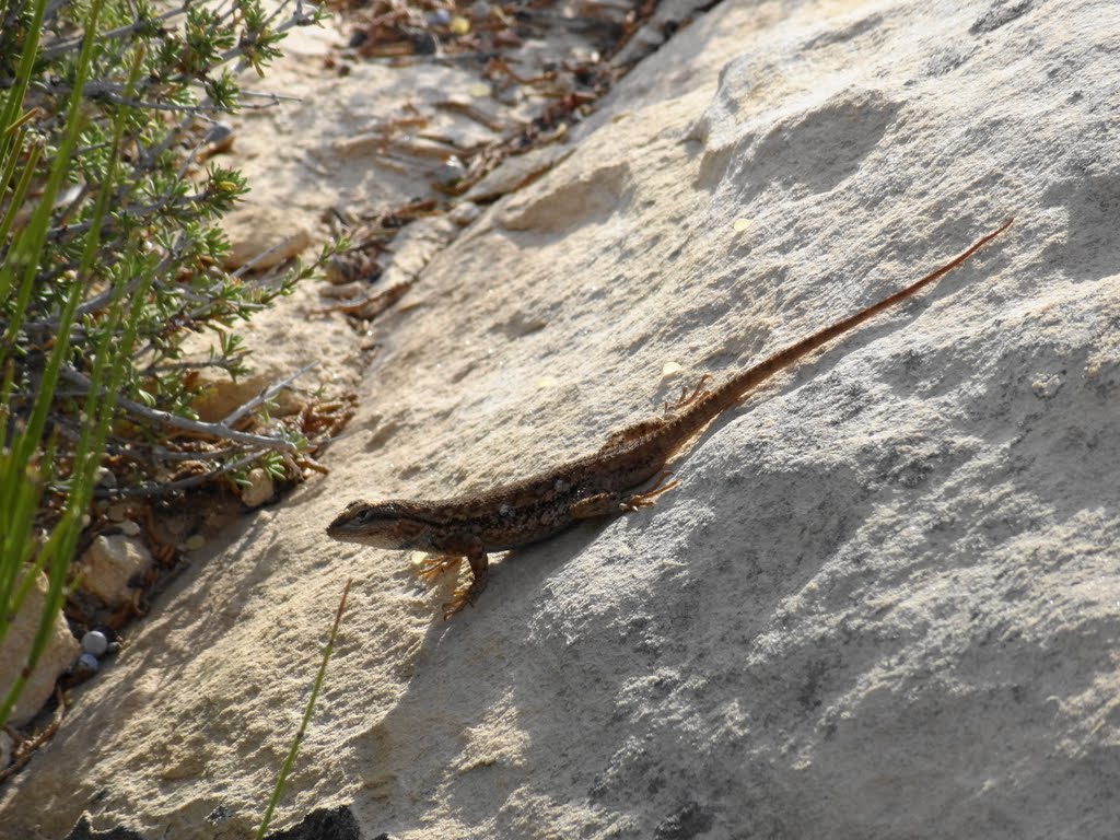 Lizard in Needles District, Canyonlands NP by McSky