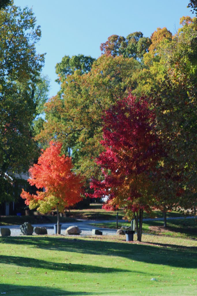 Burlington, NC Fall Color by Bob Whitt