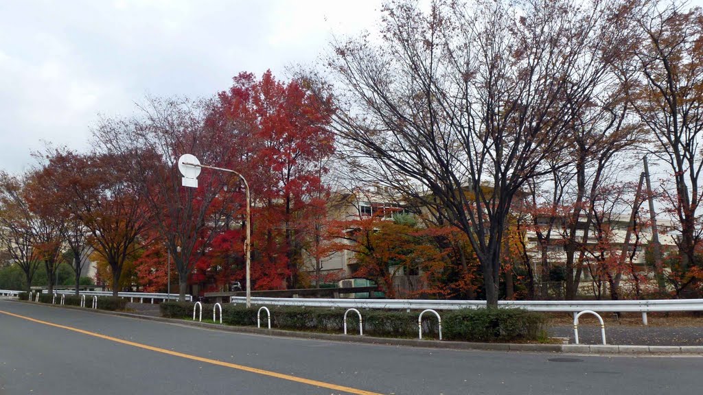 2011.11.30 高野台中学校西側の紅葉 by H.Katayama