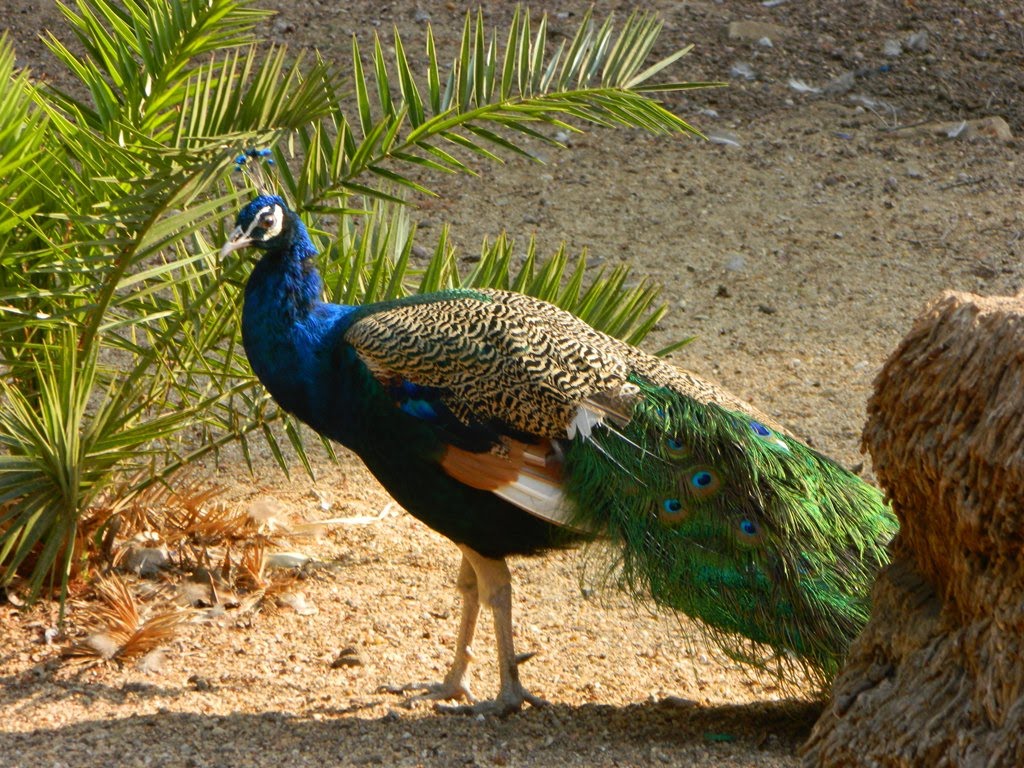 Peacock.الجيزة - حديقة الحيوان by Mamdouh Shafik