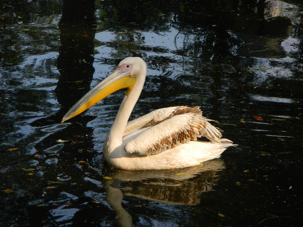 Swan. الجيزة - حديقة الحيوان by Mamdouh Shafik