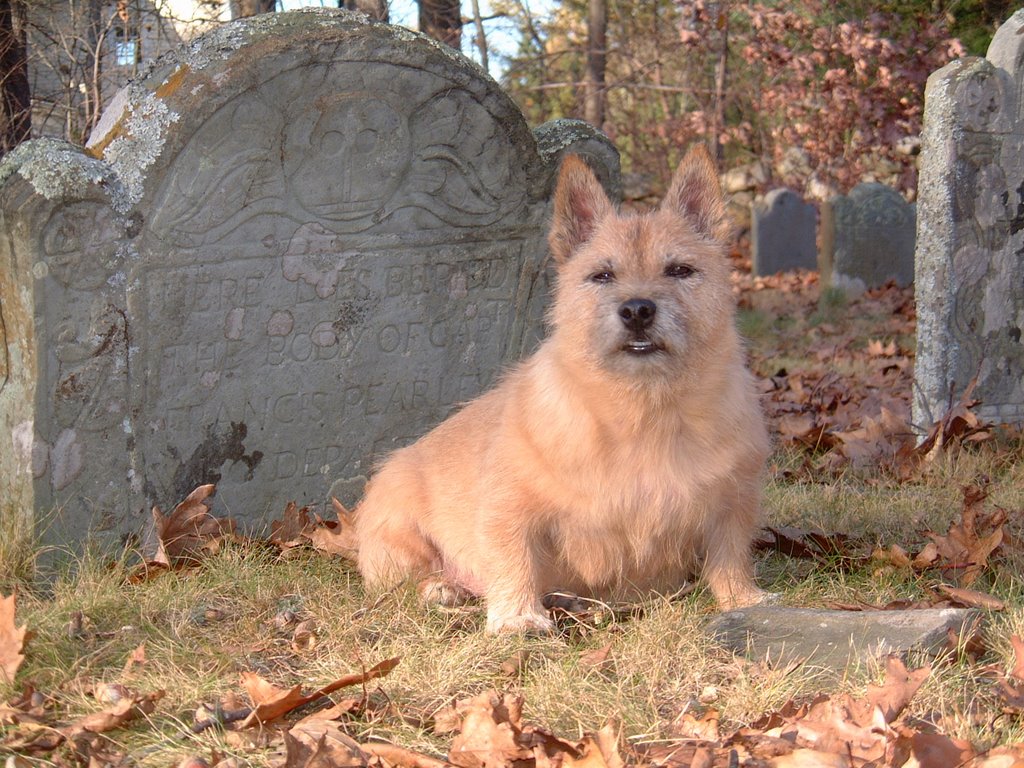 Spike visits Harmony Cemetary by Peter Lake