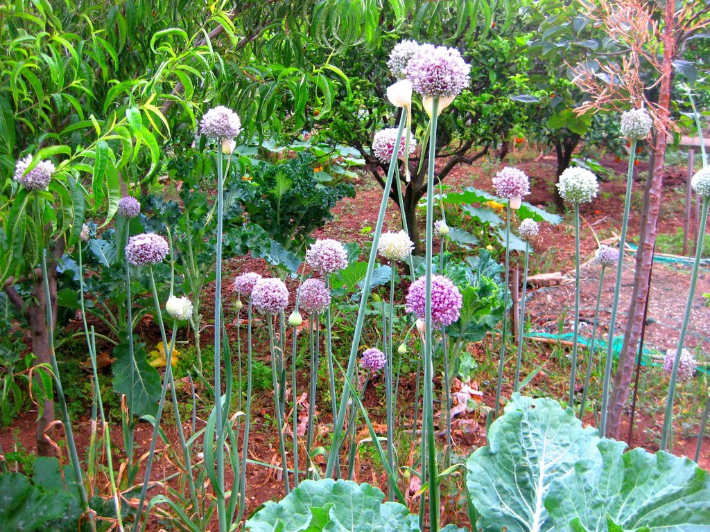 Onion flowers (2) by rucape