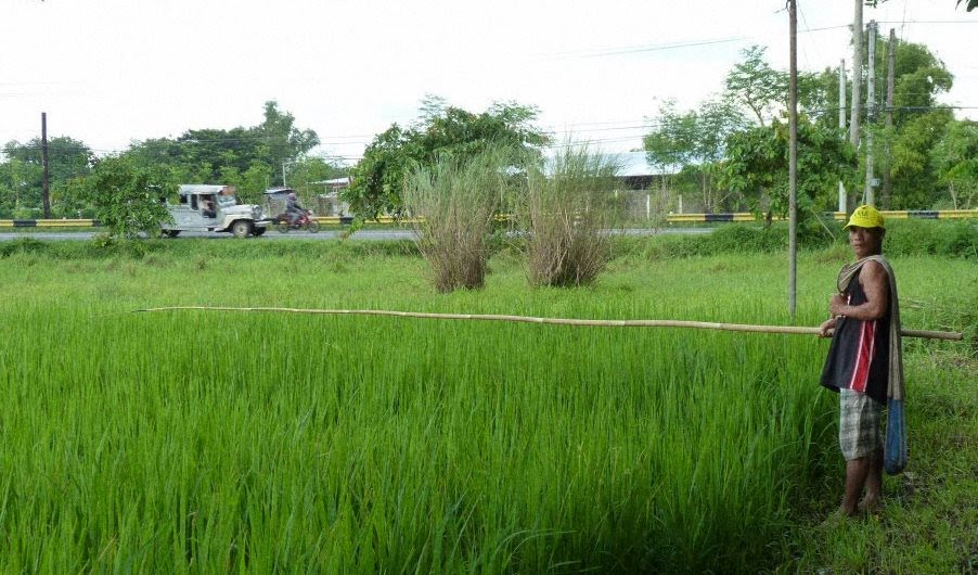 Frog Fishing- Bacag Central, Villasis by Cassbar