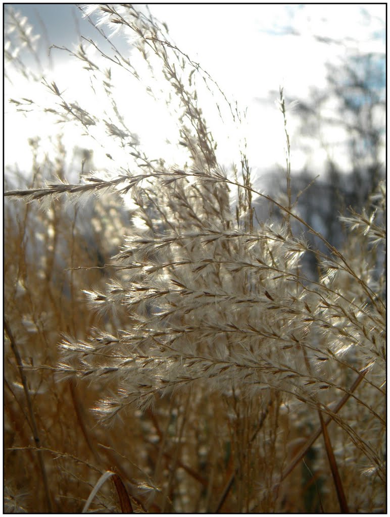 Winter im Botanischen Garten in Düsseldorf [Dez. 2011] by AudioNaUT