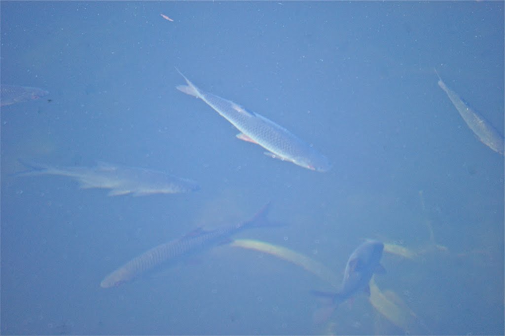 Roach at Welches Dam by Jim Anthony