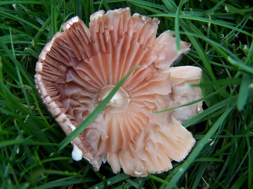 Mushroom Top, Maryhill Museum of Art by Pamela Elbert Poland