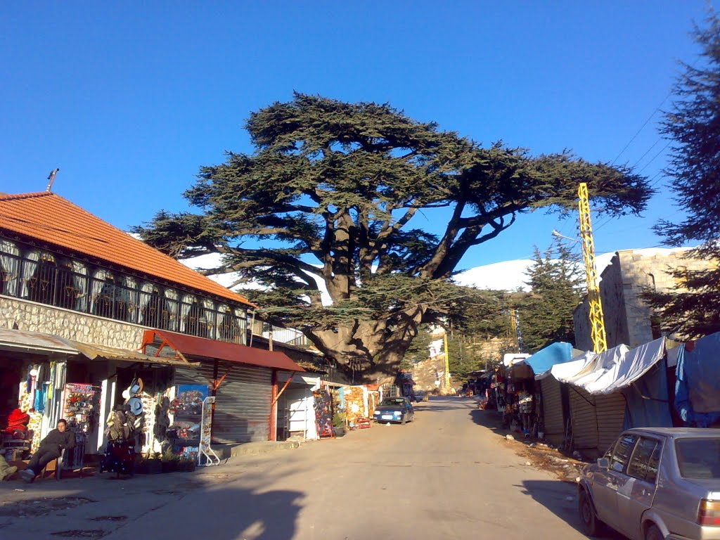 The Cedars by Aasim Al Judi