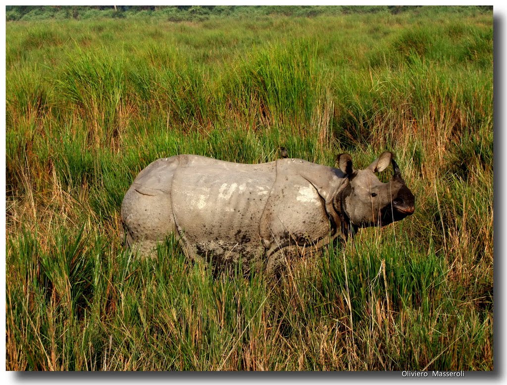 Rinoceronte unicorno nel Kaziranga National Park - Assam - India by oliviero masseroli