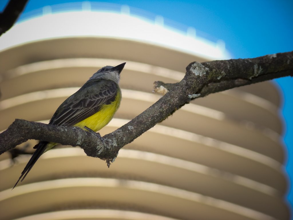 Praça da Liberdade - Ed Niemeyer by Auro Queiroz