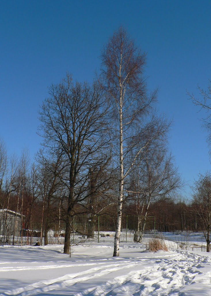 Sestroretsk, park Dubki, winter by Alex Panfiloff