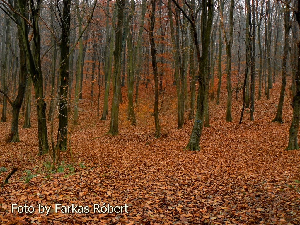 Szekszárd, 7100 Hungary by Roba6120