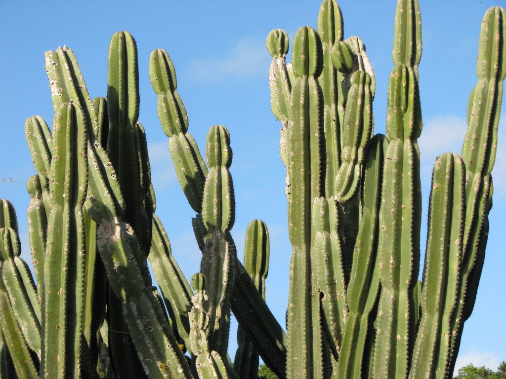 Cactus (FG) by Felipe Ghisi