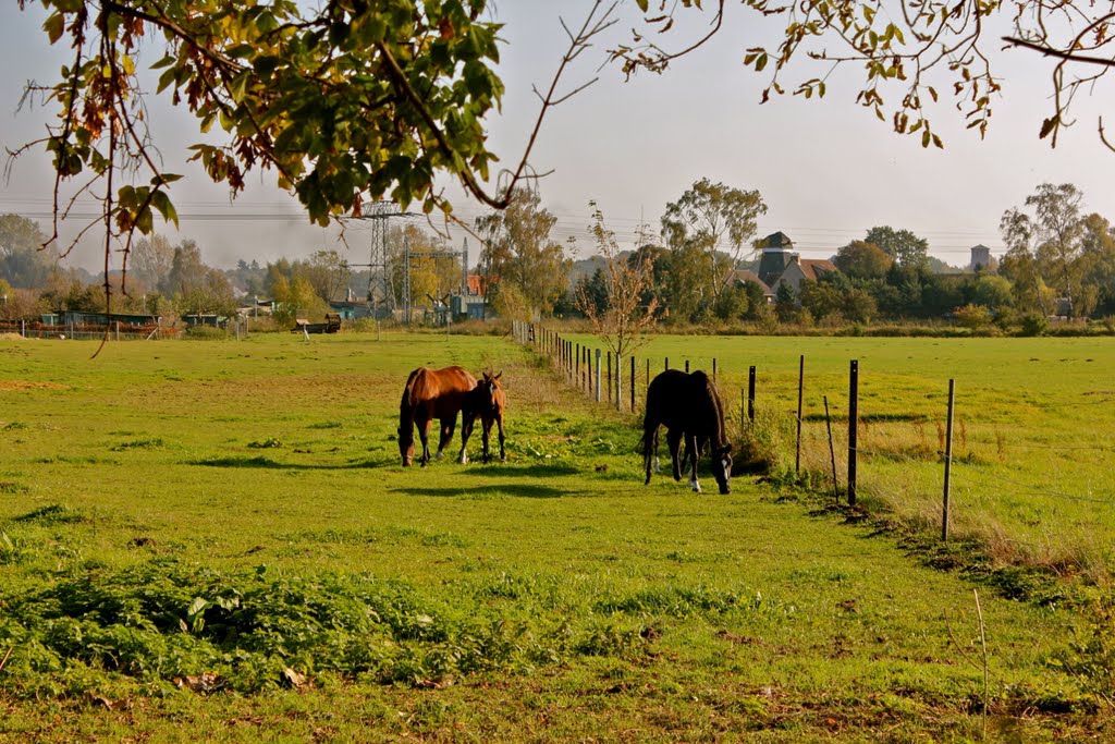 Friedland, Germany by er-ik