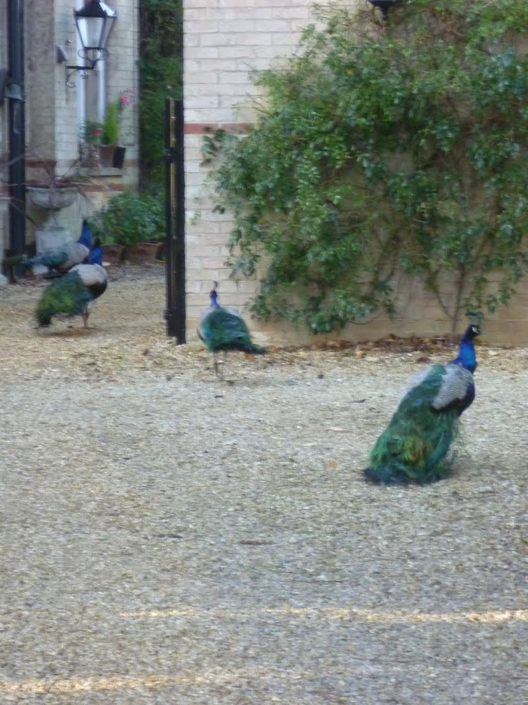 732. india in norfolk. peacocks in fordham, norfolk. dec. 2011. by Michael & Grace.