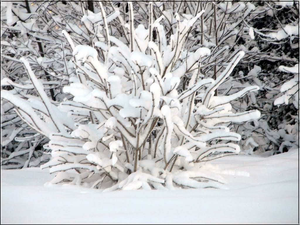 SNOW SCENES FROM AYLETT, VIRGINIA, USA by Harry Ward McCormack