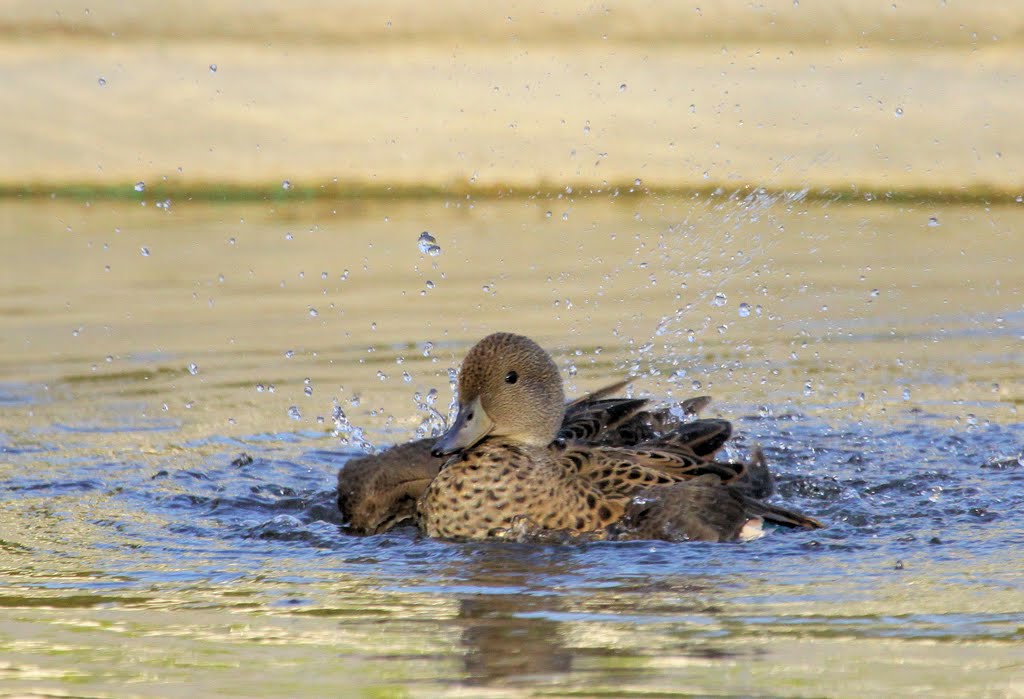 Yellow-billed Pintail, Botanical Gardens, Sao Paulo, Brazil by Redgannet