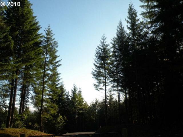 Blue skies above Homestead Forest Reserve #10 by Weyerhaeuser Real Estate