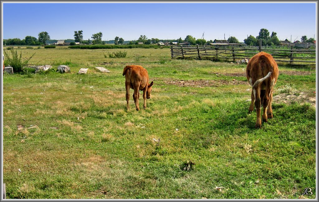 Calves \ Телята by V@dim Levin